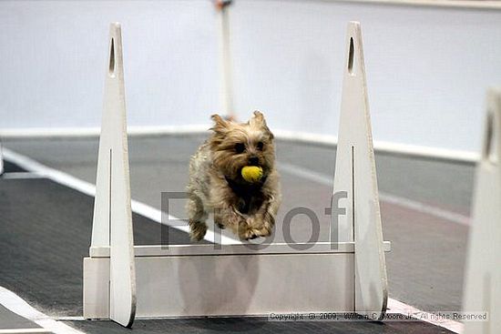 Dawg Derby Flyball Tournement<br />July 12, 2009<br />Classic Center<br />Athens, Ga