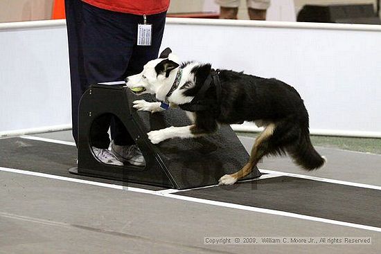 Dawg Derby Flyball Tournement<br />July 12, 2009<br />Classic Center<br />Athens, Ga