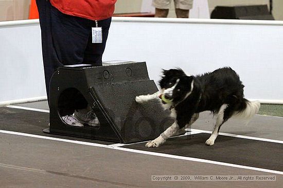 Dawg Derby Flyball Tournement<br />July 12, 2009<br />Classic Center<br />Athens, Ga