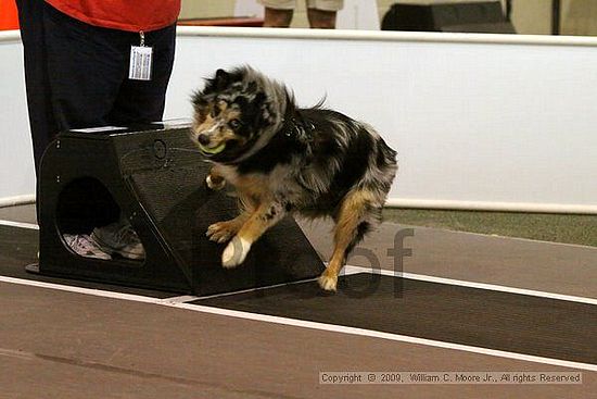 Dawg Derby Flyball Tournement<br />July 12, 2009<br />Classic Center<br />Athens, Ga