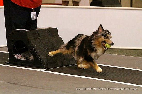 Dawg Derby Flyball Tournement<br />July 12, 2009<br />Classic Center<br />Athens, Ga