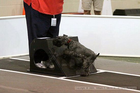 Dawg Derby Flyball Tournement<br />July 12, 2009<br />Classic Center<br />Athens, Ga