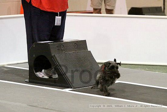 Dawg Derby Flyball Tournement<br />July 12, 2009<br />Classic Center<br />Athens, Ga