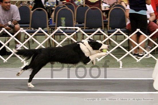 Dawg Derby Flyball Tournement<br />July 12, 2009<br />Classic Center<br />Athens, Ga