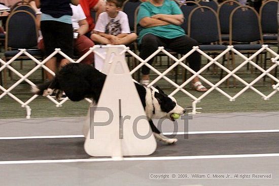 Dawg Derby Flyball Tournement<br />July 12, 2009<br />Classic Center<br />Athens, Ga