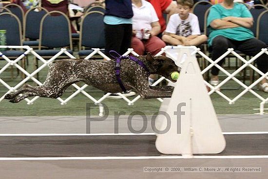 Dawg Derby Flyball Tournement<br />July 12, 2009<br />Classic Center<br />Athens, Ga