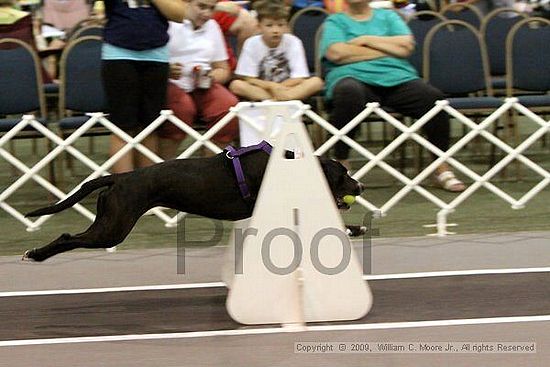 Dawg Derby Flyball Tournement<br />July 12, 2009<br />Classic Center<br />Athens, Ga