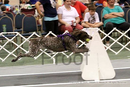 Dawg Derby Flyball Tournement<br />July 12, 2009<br />Classic Center<br />Athens, Ga