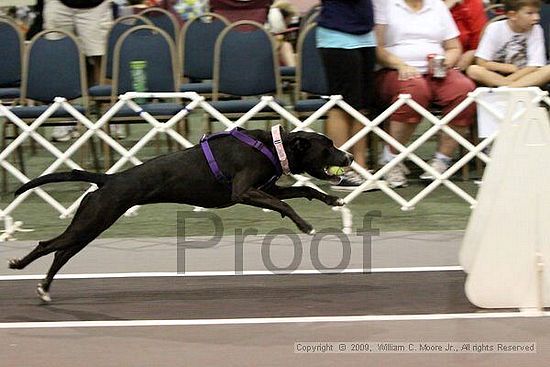 Dawg Derby Flyball Tournement<br />July 12, 2009<br />Classic Center<br />Athens, Ga