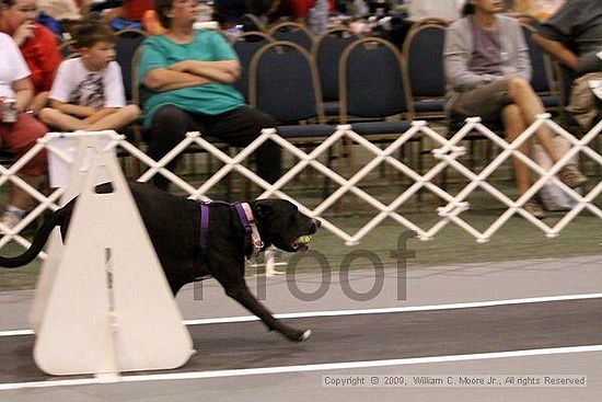 Dawg Derby Flyball Tournement<br />July 12, 2009<br />Classic Center<br />Athens, Ga