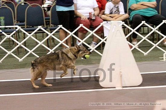 Dawg Derby Flyball Tournement<br />July 12, 2009<br />Classic Center<br />Athens, Ga