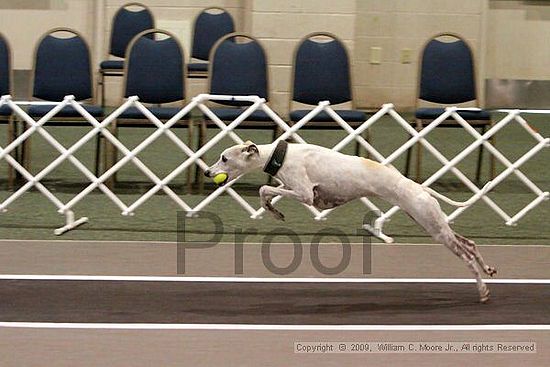 Dawg Derby Flyball Tournement<br />July 12, 2009<br />Classic Center<br />Athens, Ga