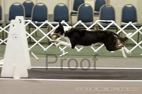 Dawg Derby Flyball Tournement<br />July 12, 2009<br />Classic Center<br />Athens, Ga