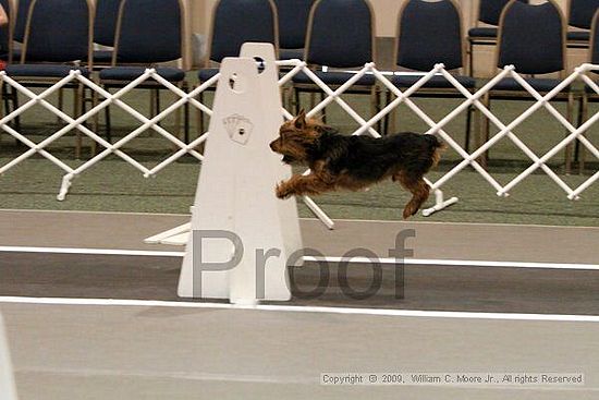 Dawg Derby Flyball Tournement<br />July 12, 2009<br />Classic Center<br />Athens, Ga