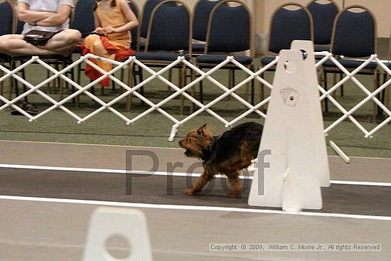 Dawg Derby Flyball Tournement<br />July 12, 2009<br />Classic Center<br />Athens, Ga