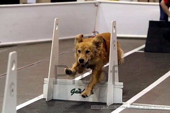 Dawg Derby Flyball Tournement<br />July 12, 2009<br />Classic Center<br />Athens, Ga