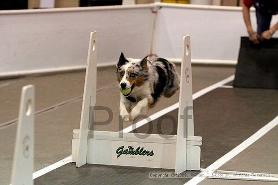 Dawg Derby Flyball Tournement<br />July 12, 2009<br />Classic Center<br />Athens, Ga