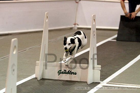 Dawg Derby Flyball Tournement<br />July 12, 2009<br />Classic Center<br />Athens, Ga