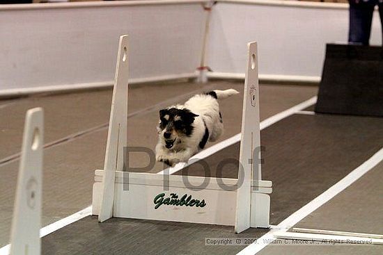 Dawg Derby Flyball Tournement<br />July 12, 2009<br />Classic Center<br />Athens, Ga