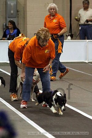 Dawg Derby Flyball Tournement<br />July 12, 2009<br />Classic Center<br />Athens, Ga