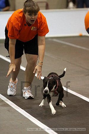 Dawg Derby Flyball Tournement<br />July 12, 2009<br />Classic Center<br />Athens, Ga