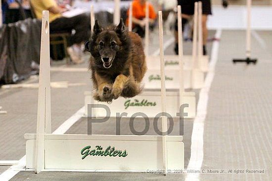 Dawg Derby Flyball Tournement<br />July 12, 2009<br />Classic Center<br />Athens, Ga