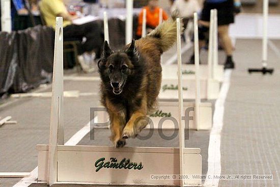 Dawg Derby Flyball Tournement<br />July 12, 2009<br />Classic Center<br />Athens, Ga