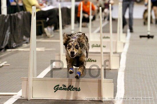 Dawg Derby Flyball Tournement<br />July 12, 2009<br />Classic Center<br />Athens, Ga