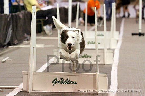 Dawg Derby Flyball Tournement<br />July 12, 2009<br />Classic Center<br />Athens, Ga