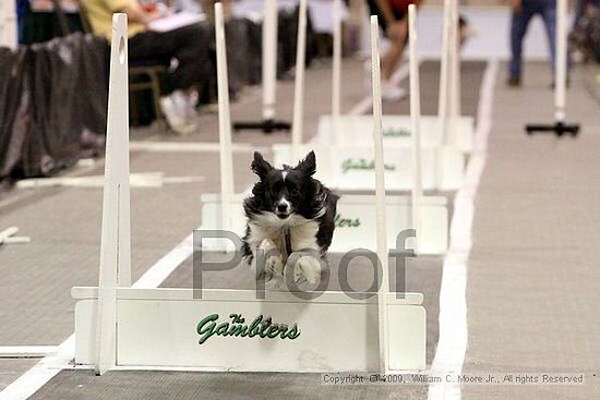 Dawg Derby Flyball Tournement<br />July 12, 2009<br />Classic Center<br />Athens, Ga