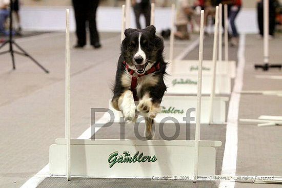 Dawg Derby Flyball Tournement<br />July 12, 2009<br />Classic Center<br />Athens, Ga