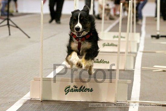 Dawg Derby Flyball Tournement<br />July 12, 2009<br />Classic Center<br />Athens, Ga