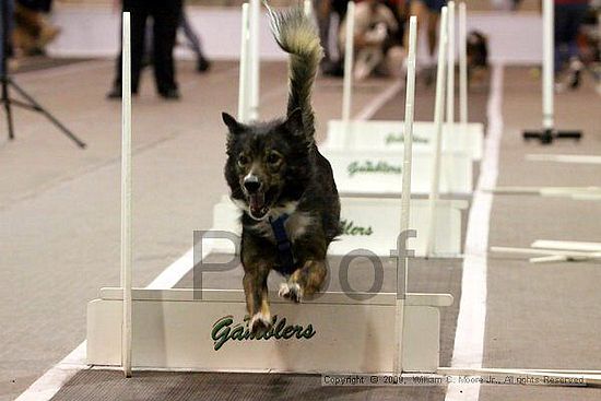 Dawg Derby Flyball Tournement<br />July 12, 2009<br />Classic Center<br />Athens, Ga