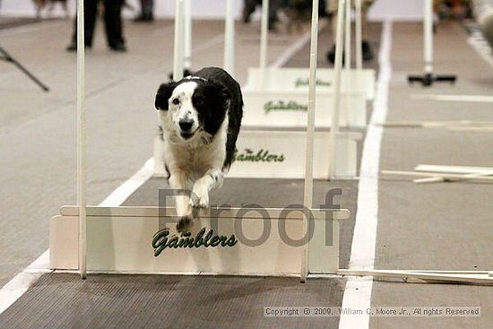 Dawg Derby Flyball Tournement<br />July 12, 2009<br />Classic Center<br />Athens, Ga