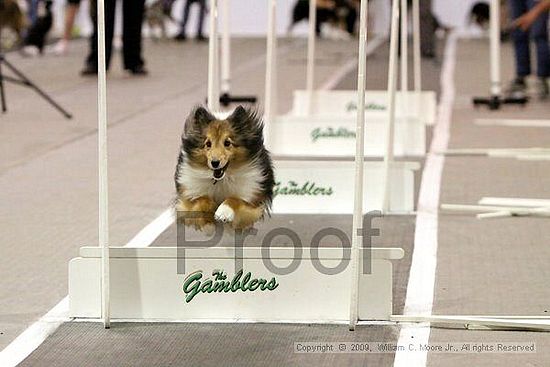 Dawg Derby Flyball Tournement<br />July 12, 2009<br />Classic Center<br />Athens, Ga