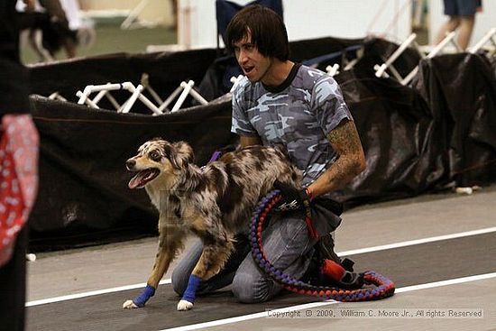 Dawg Derby Flyball Tournement<br />July 12, 2009<br />Classic Center<br />Athens, Ga