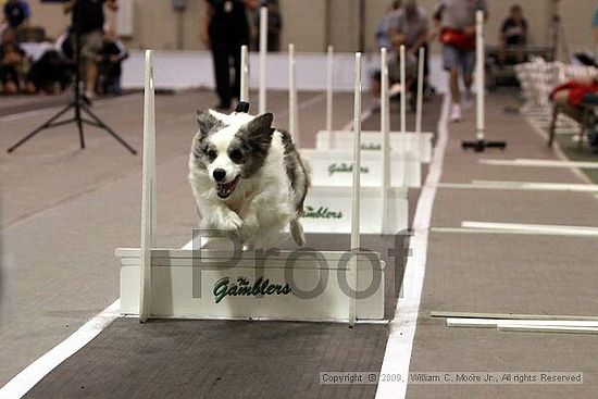 Dawg Derby Flyball Tournement<br />July 12, 2009<br />Classic Center<br />Athens, Ga