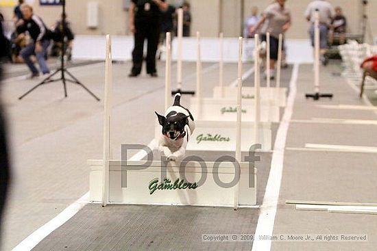 Dawg Derby Flyball Tournement<br />July 12, 2009<br />Classic Center<br />Athens, Ga