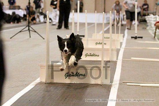 Dawg Derby Flyball Tournement<br />July 12, 2009<br />Classic Center<br />Athens, Ga