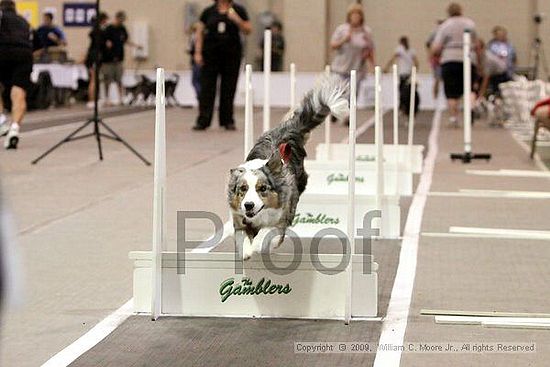 Dawg Derby Flyball Tournement<br />July 12, 2009<br />Classic Center<br />Athens, Ga