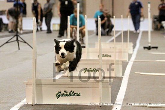 Dawg Derby Flyball Tournement<br />July 12, 2009<br />Classic Center<br />Athens, Ga