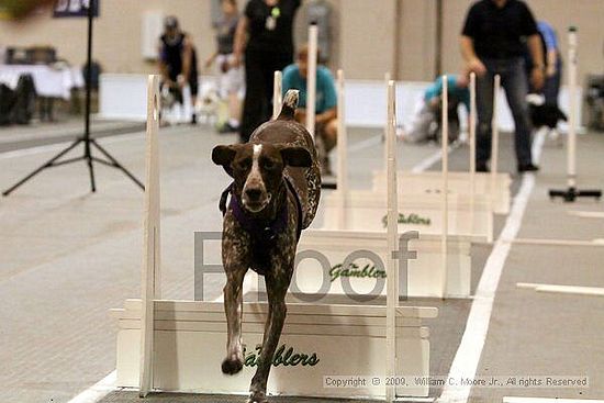 Dawg Derby Flyball Tournement<br />July 12, 2009<br />Classic Center<br />Athens, Ga