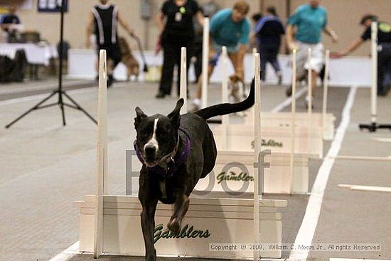 Dawg Derby Flyball Tournement<br />July 12, 2009<br />Classic Center<br />Athens, Ga