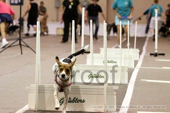 Dawg Derby Flyball Tournement<br />July 12, 2009<br />Classic Center<br />Athens, Ga