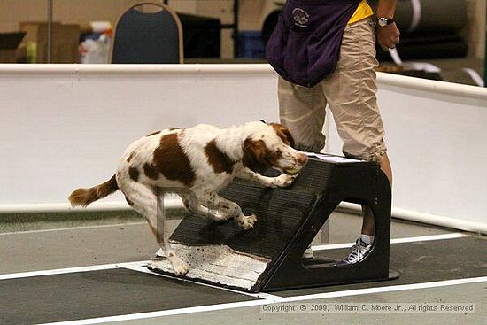 Dawg Derby Flyball Tournement<br />July 12, 2009<br />Classic Center<br />Athens, Ga