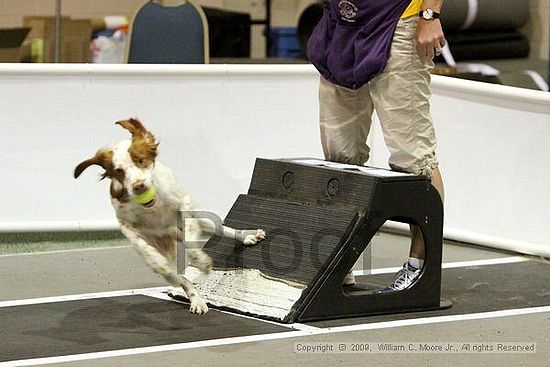 Dawg Derby Flyball Tournement<br />July 12, 2009<br />Classic Center<br />Athens, Ga