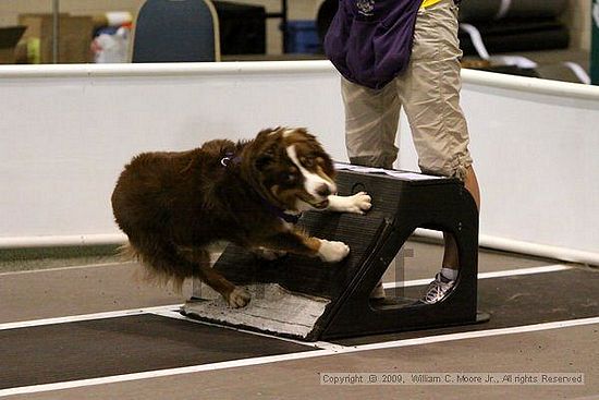 Dawg Derby Flyball Tournement<br />July 12, 2009<br />Classic Center<br />Athens, Ga