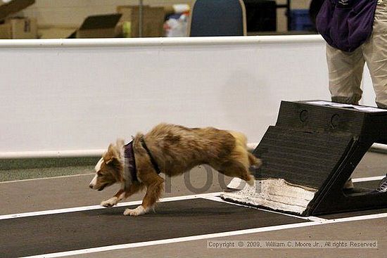 Dawg Derby Flyball Tournement<br />July 12, 2009<br />Classic Center<br />Athens, Ga