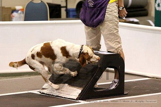 Dawg Derby Flyball Tournement<br />July 12, 2009<br />Classic Center<br />Athens, Ga