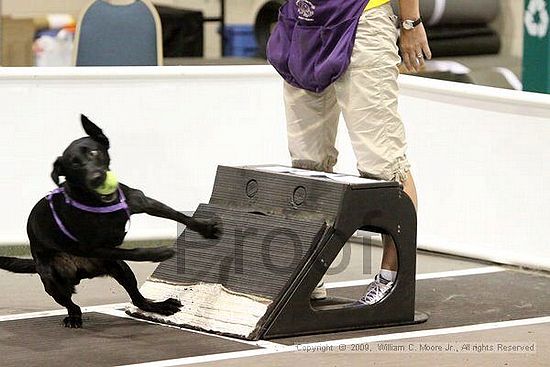 Dawg Derby Flyball Tournement<br />July 12, 2009<br />Classic Center<br />Athens, Ga